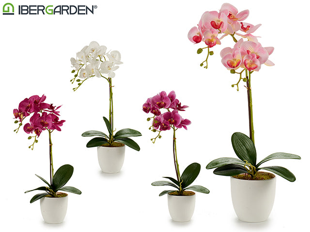 Conical Potted Orchid White 51Cm Mix 4Cl