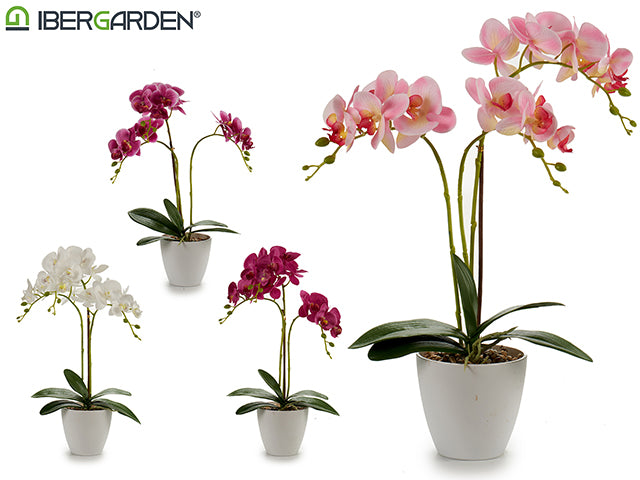 Conical Potted Orchid White 48Cm Mix 4Cl