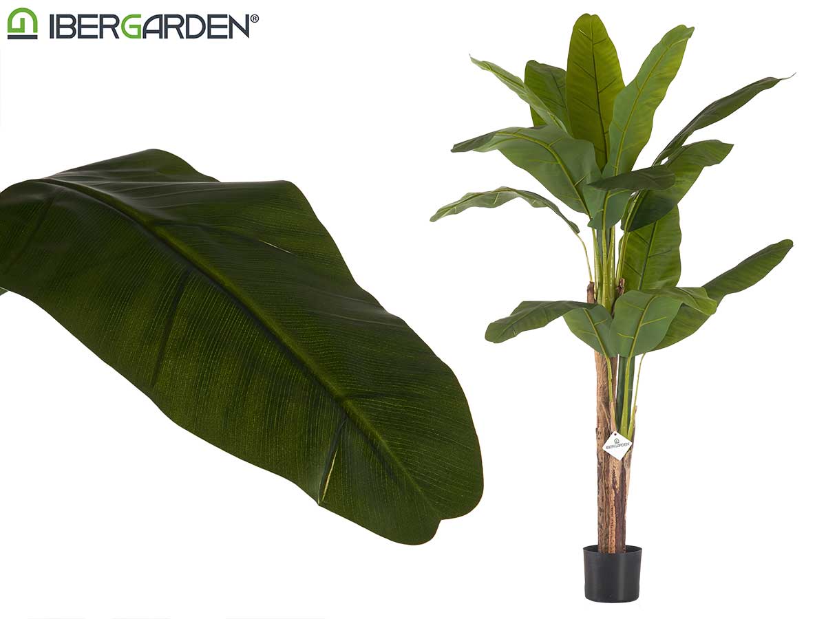 Big Banana Plant With Pot 150Cm